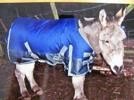 Smokey the Donkey, who passed away after more than 40 years with John and Yvonne Bryce