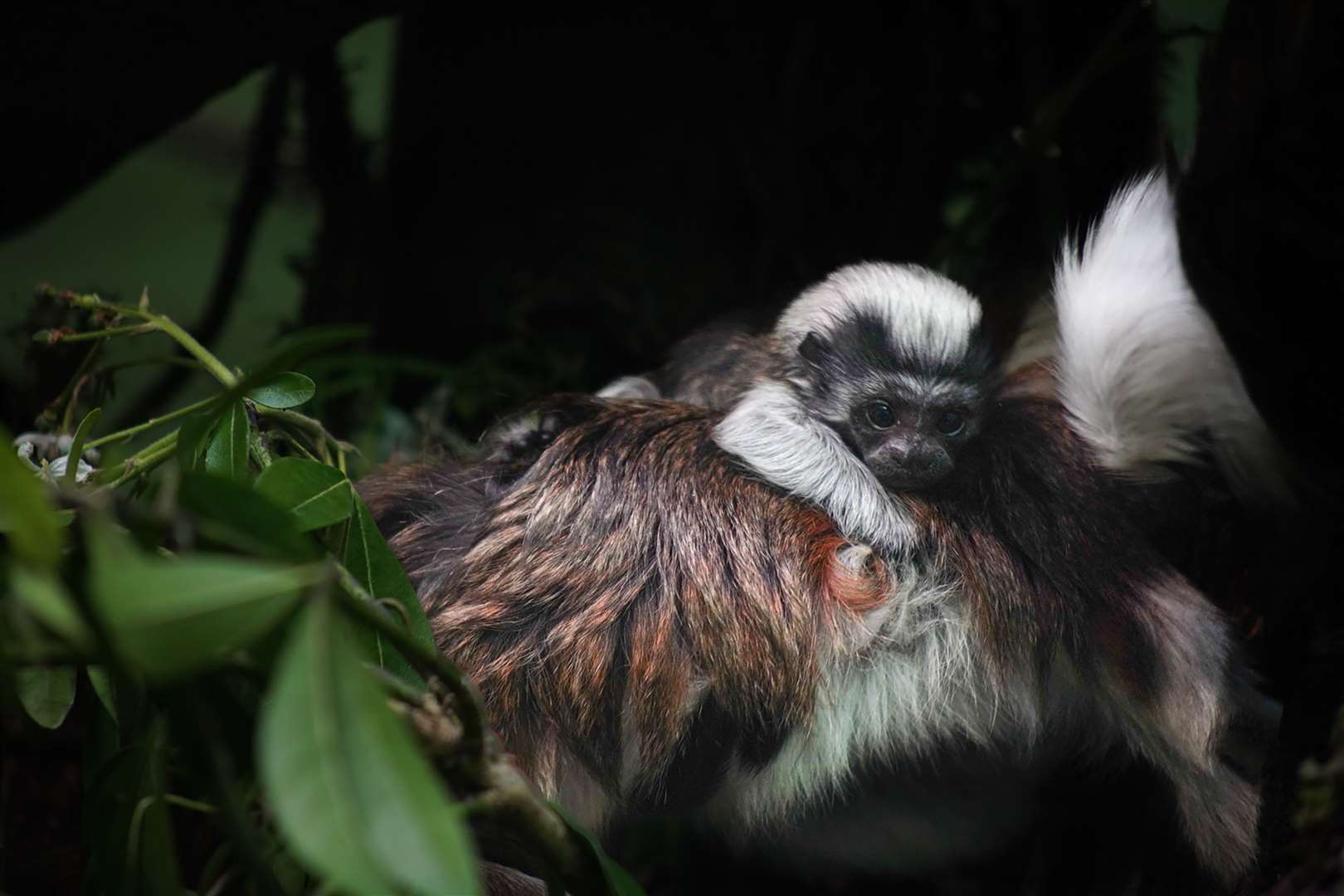 The tamarin will cling to its parents or siblings until it becomes fully independent at around five months old (Marwell Zoo/PA)