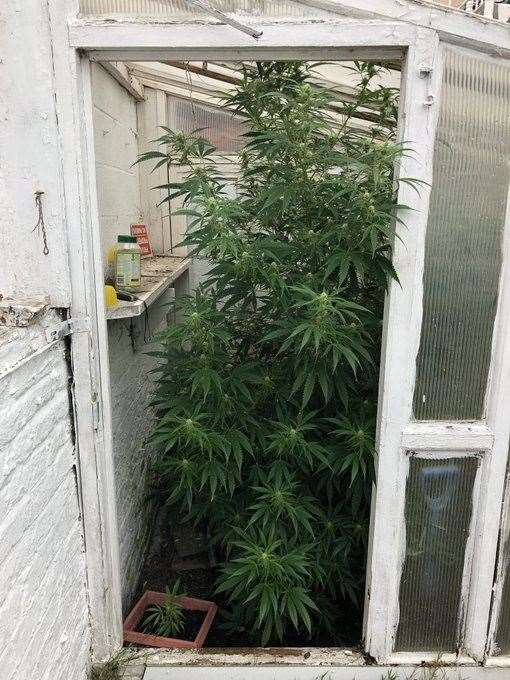 Plants found in the cannabis raid. Picture: Kent Police