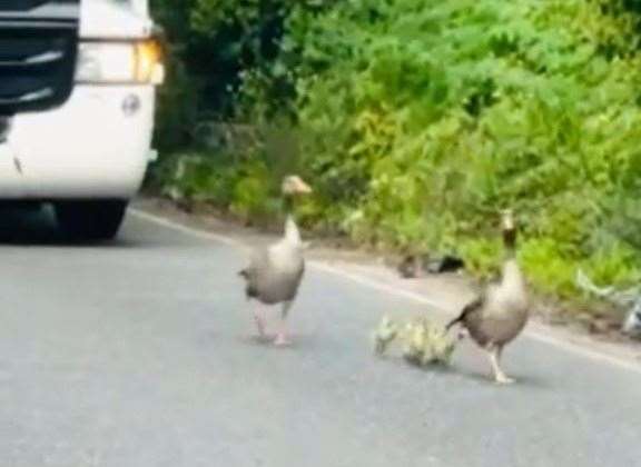 The two geese and goslings were thought to be making their way to Leybourne Lakes. Picture: Mick Foy