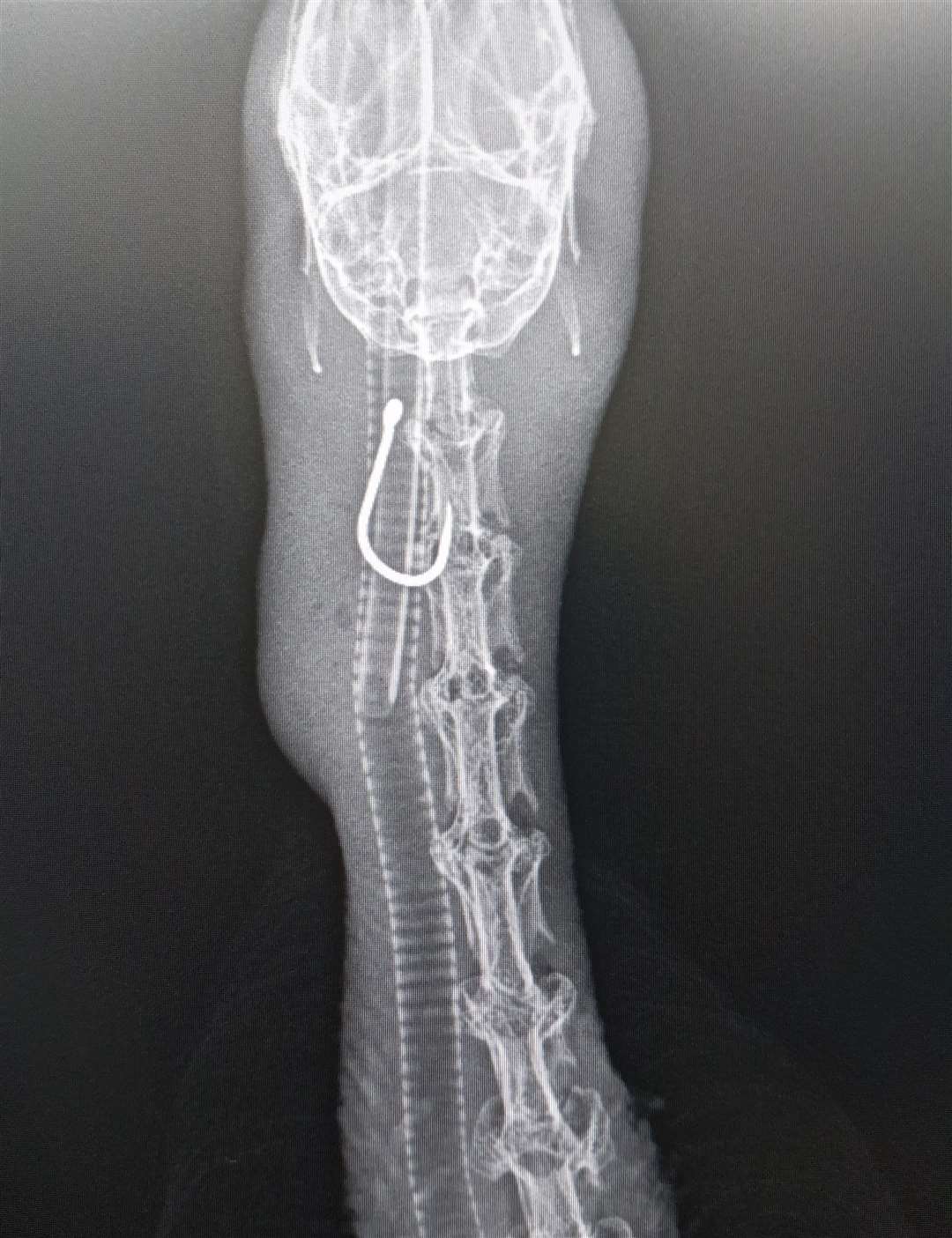 An X-ray shows the hook in the duck's throat