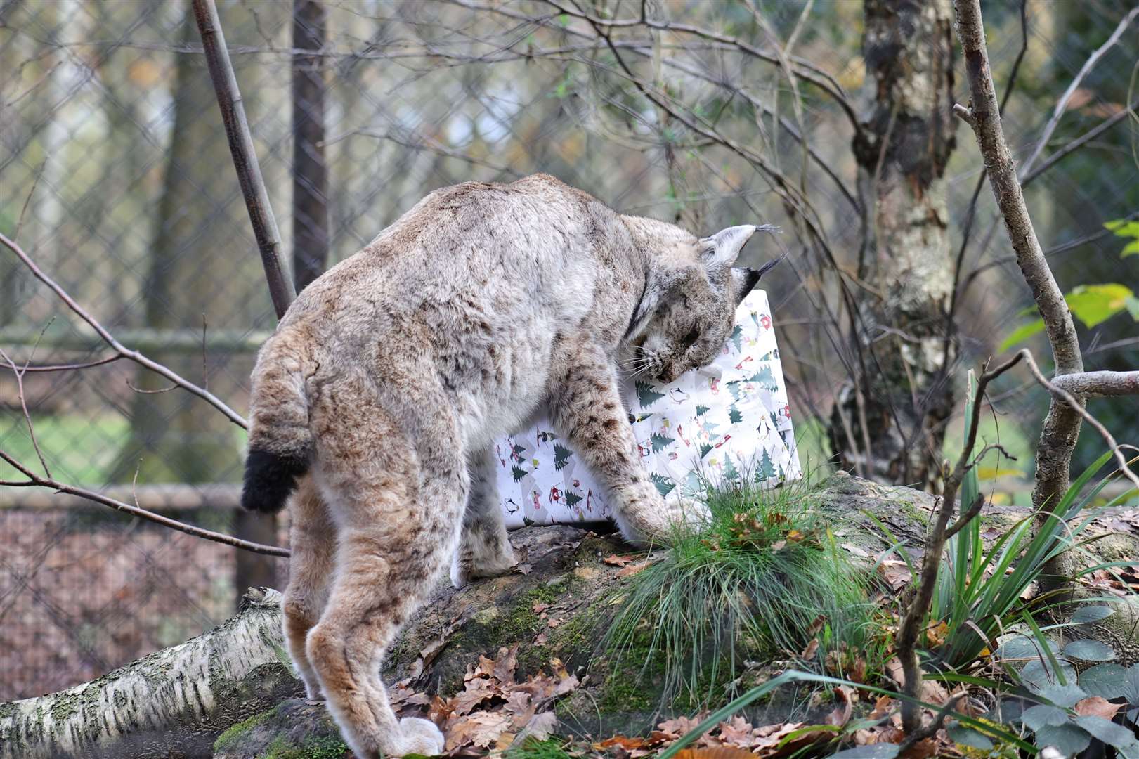 Lynx Cara likes the smell of her Christmas present