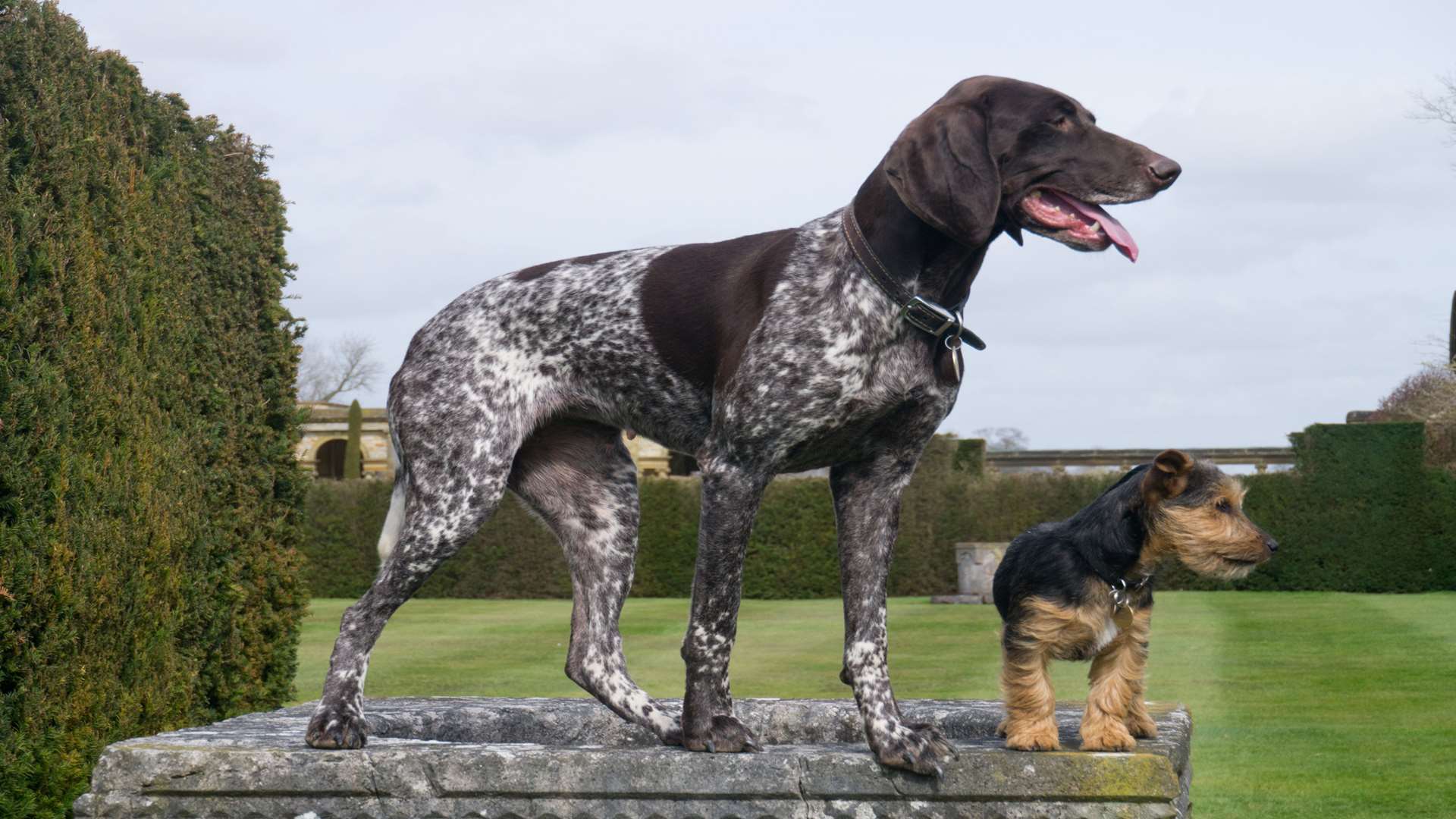 Dogs of all shapes and sizes are welcome at Paws at the Castle