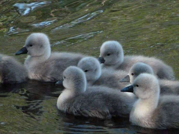 Staff at the Chatham park announced the cygnets arrival on Facebook. Picture: Capstone Farm Country Park