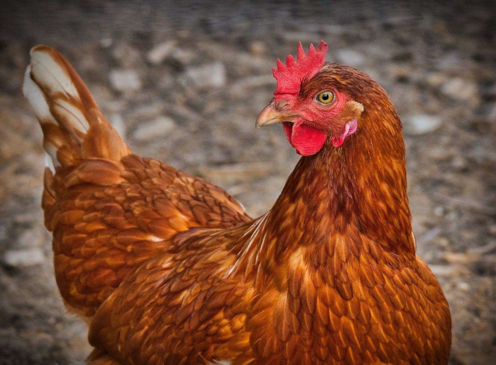 Aldi disputes the claims made against its chickens and says all of its stores comply with animal welfare standards Photo: Stock