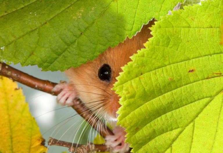 The dormouse is a reclusive woodland creature