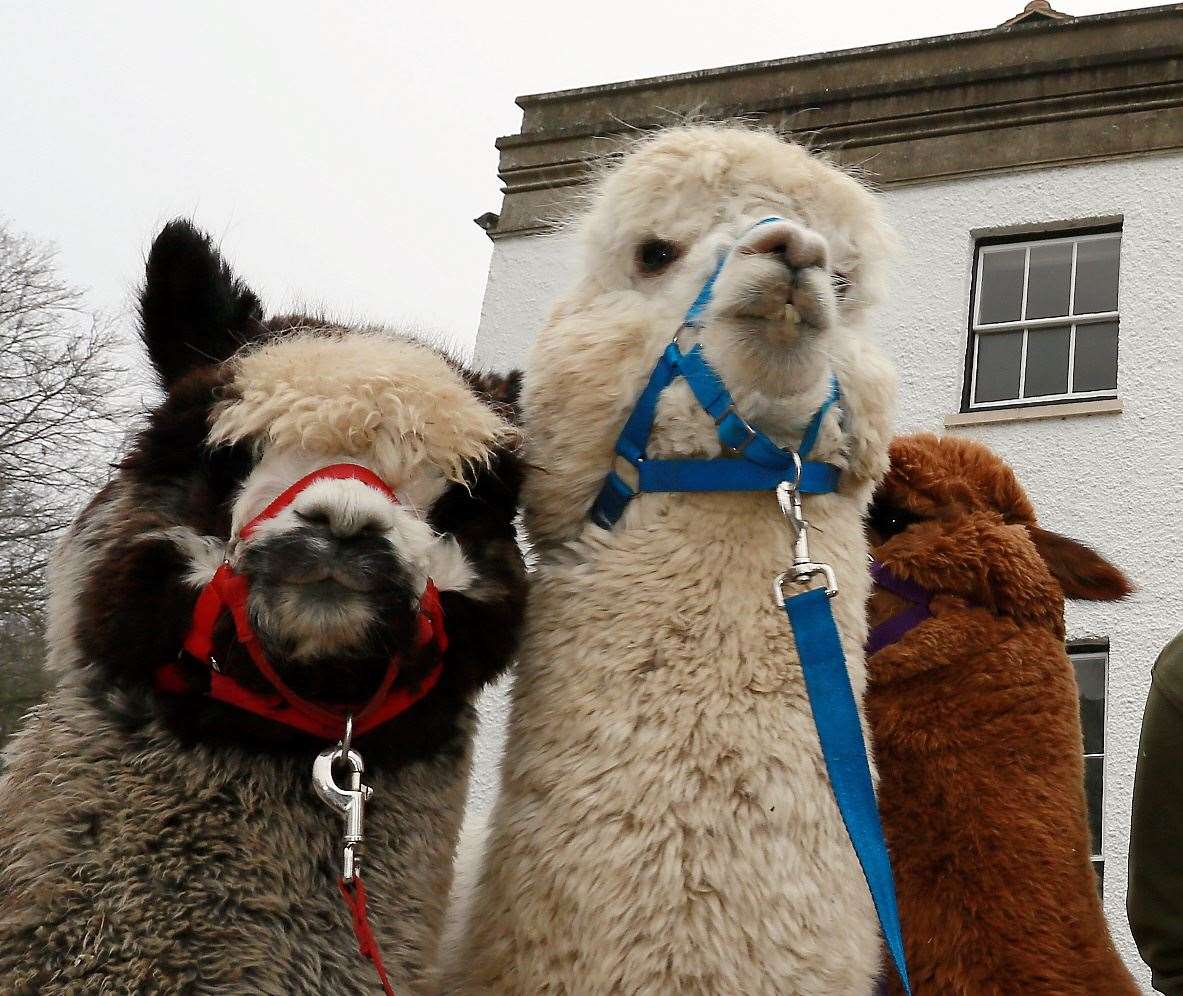 Kenward Trust in Yalding is running meet and greet sessions with alpacas