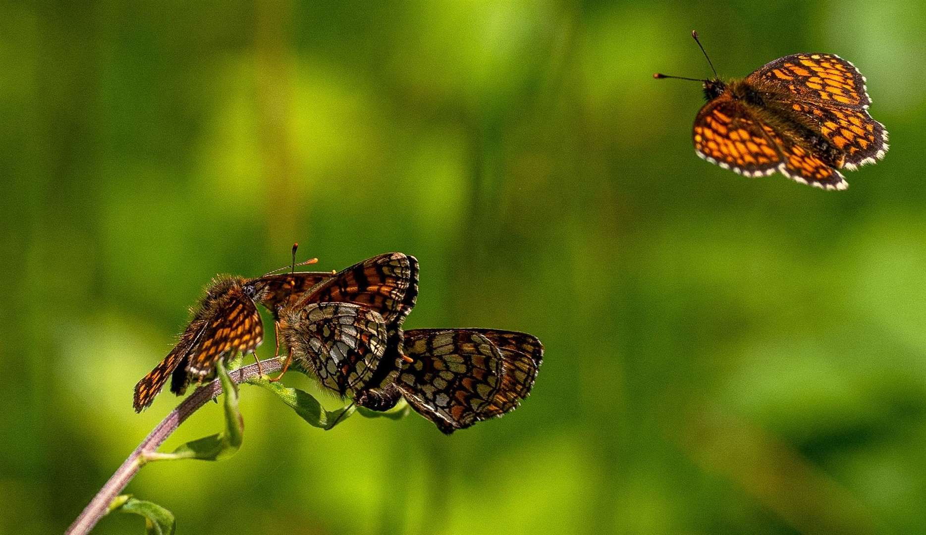 The Heath Fritillary is one of Britain's most threatened butterfly species