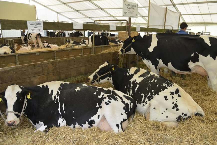 Cattle in the Hadlow shed at the Kent County Show