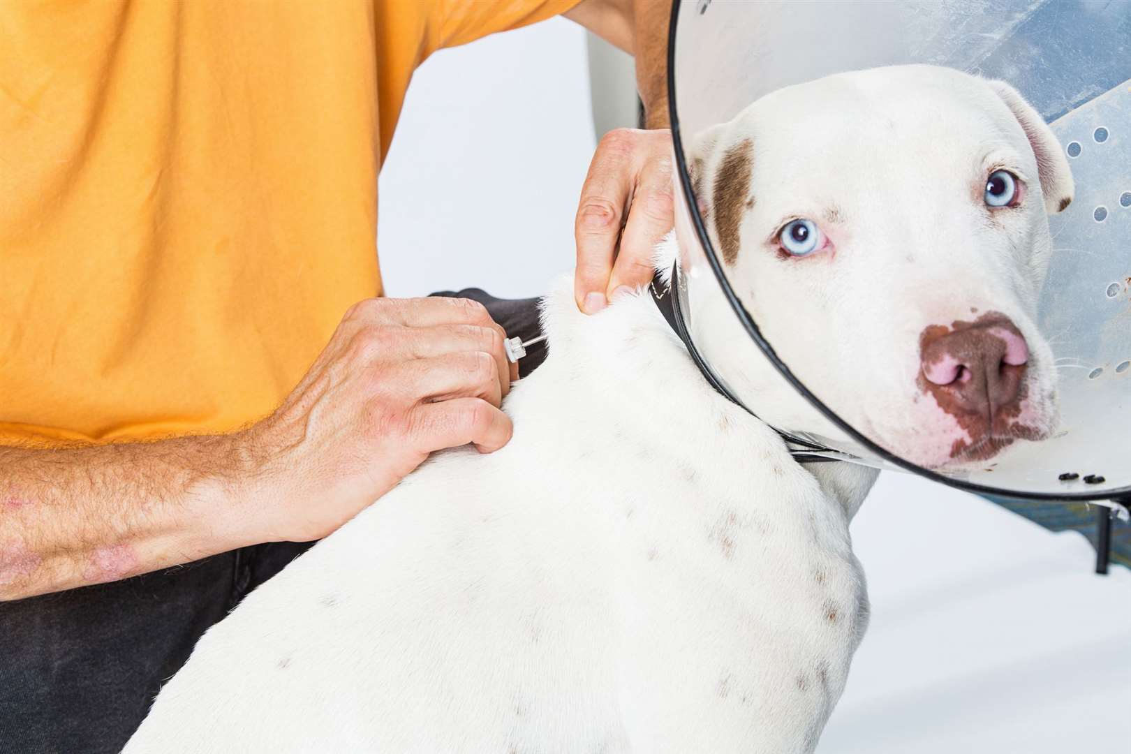 Microchipping dogs is law and breaking it can lead to a big fine. Stock picture