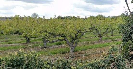There are plans to build on an orchard at Ufton Court Farm