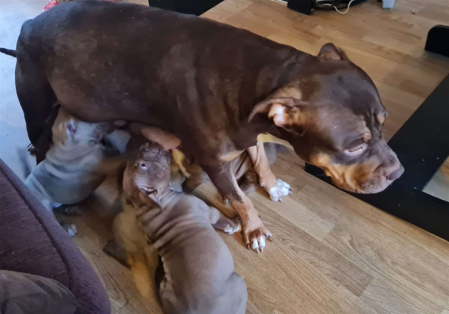 XL bully mum Brandy with some of her litter of eight pups
