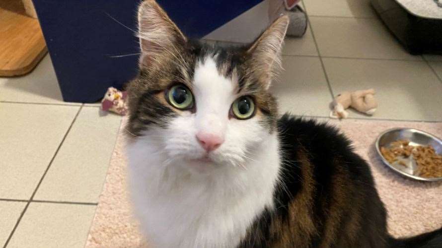 Milly, a 10-year-old domestic short-hair at Battersea Brands Hatch