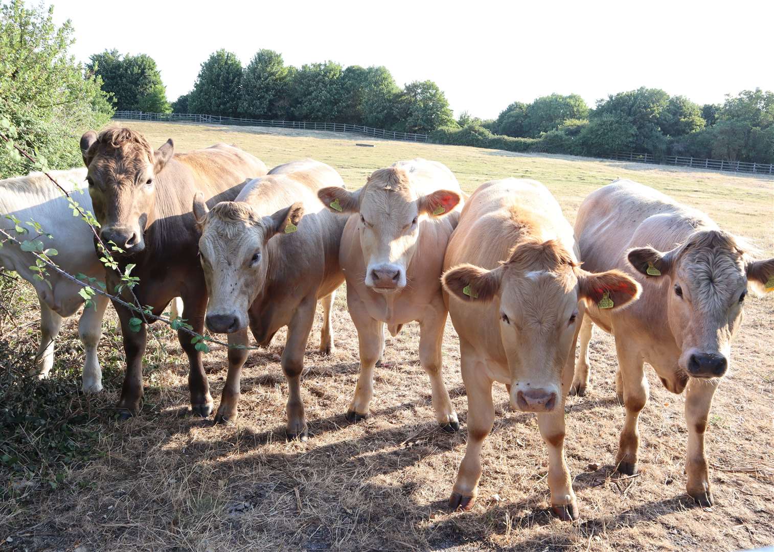 Farmers in the county who handle livestock are being urged to reduce the risks involved