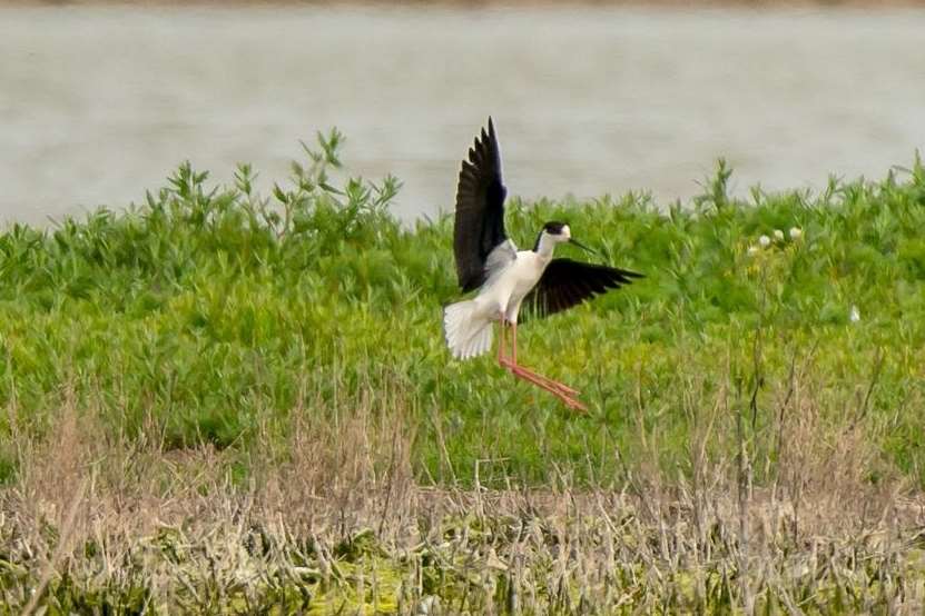 The black-winged stilt at Cliffe Pools