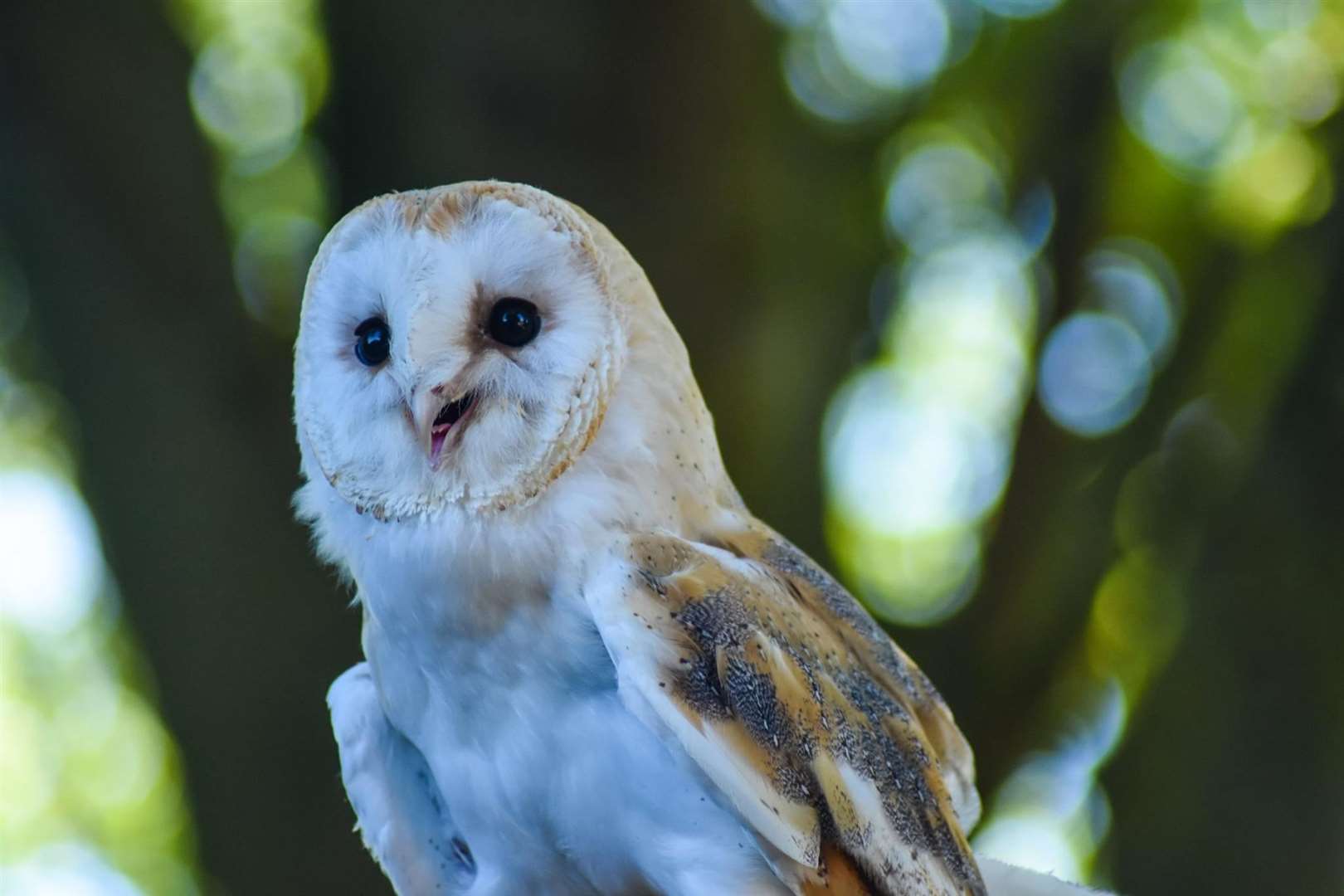 A Barn Owl at Eagle Heights in Dartford. Picture: Amy Manning