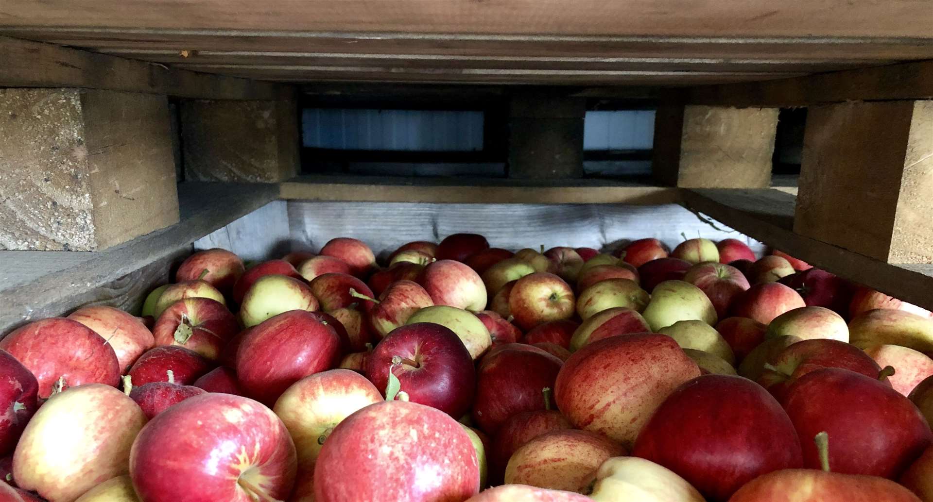 AC Goatham currently farm 2,830 acres of orchards in Medway and Kent. The company's partnerships with 20 other growers means that there is an additional 1,000 acres worth of fruit flowing through the business each year.