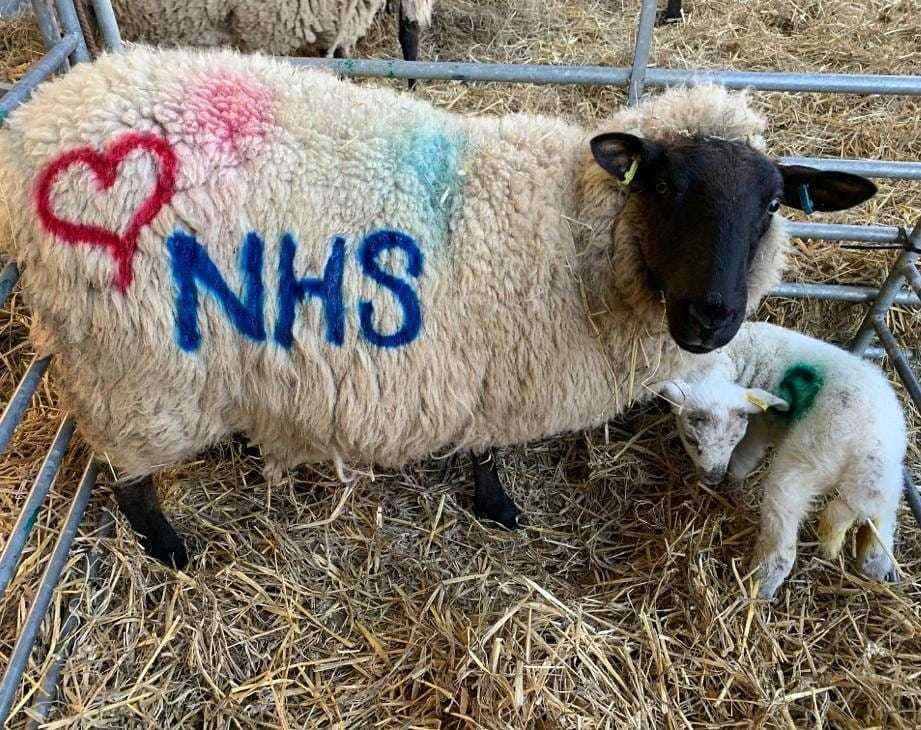 Staff at Broadlees Farm gave one ewe an extra marking for the NHS