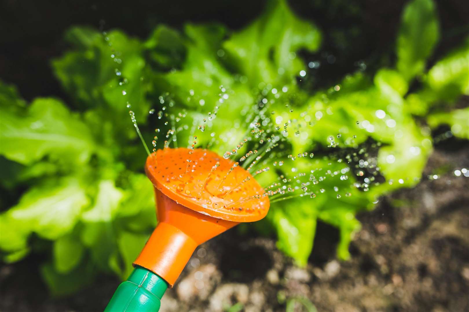 Using a watering can and water butt rather than a sprinkler can help conserve water