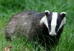 Badger baiting is described by the RSPCA as "a barbaric activity." Picture: ALEX HILLS