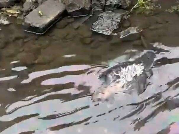 A dead bird was spotted floating in the river