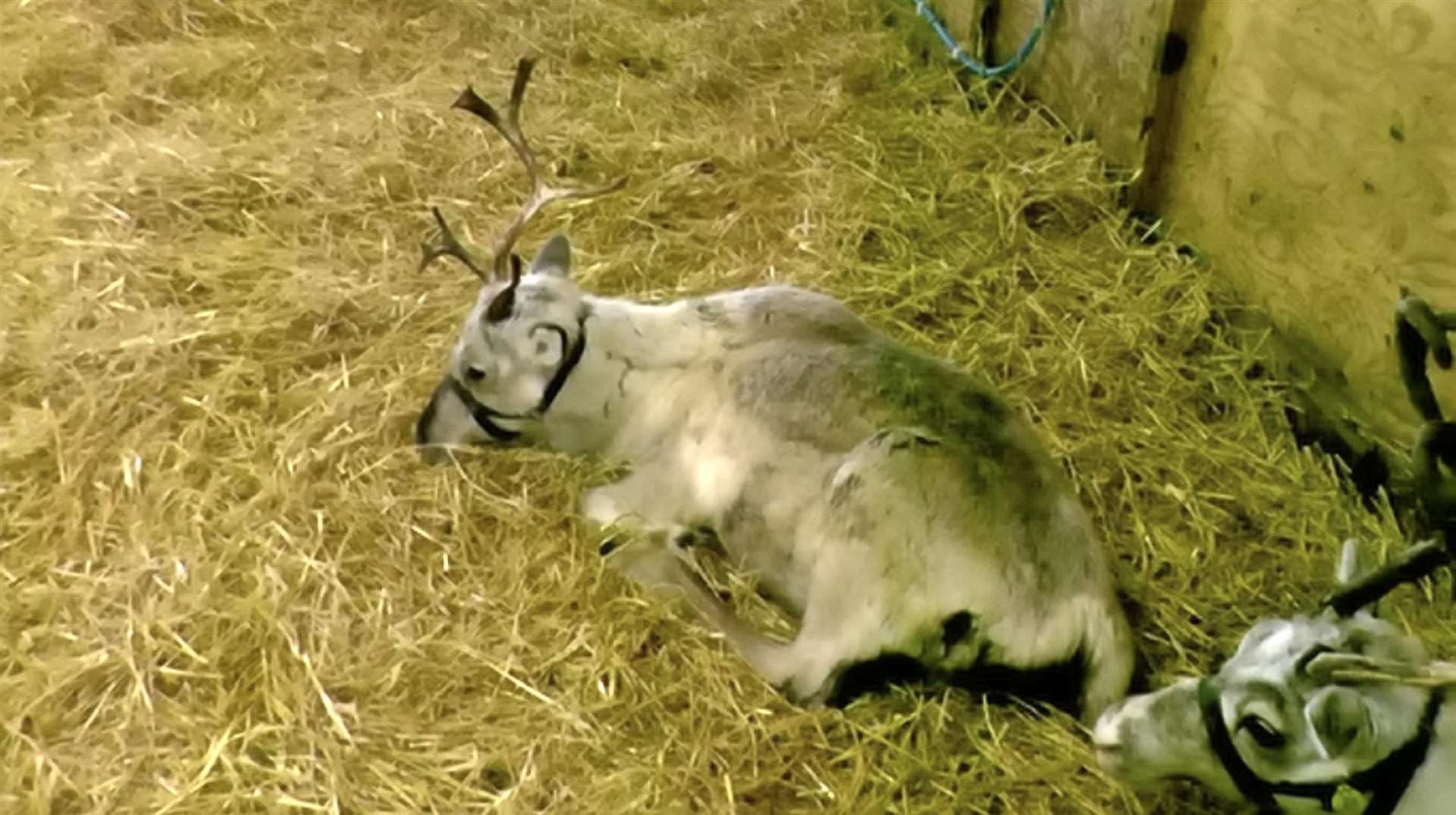 The appalling conditions reindeer are kept in at Kent Reindeer Centre, as seen in undercover footage captured by Animal Aid at UK farms. Picture: SWNS (5221188)