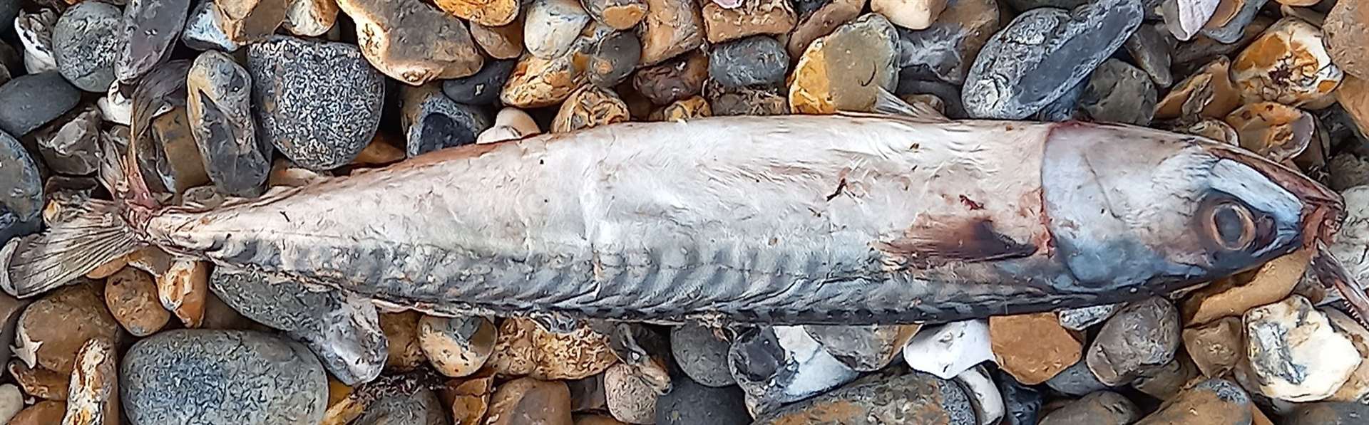 This fish was found within metres of the other deceased sea life. Picture: Brandon Whitfield