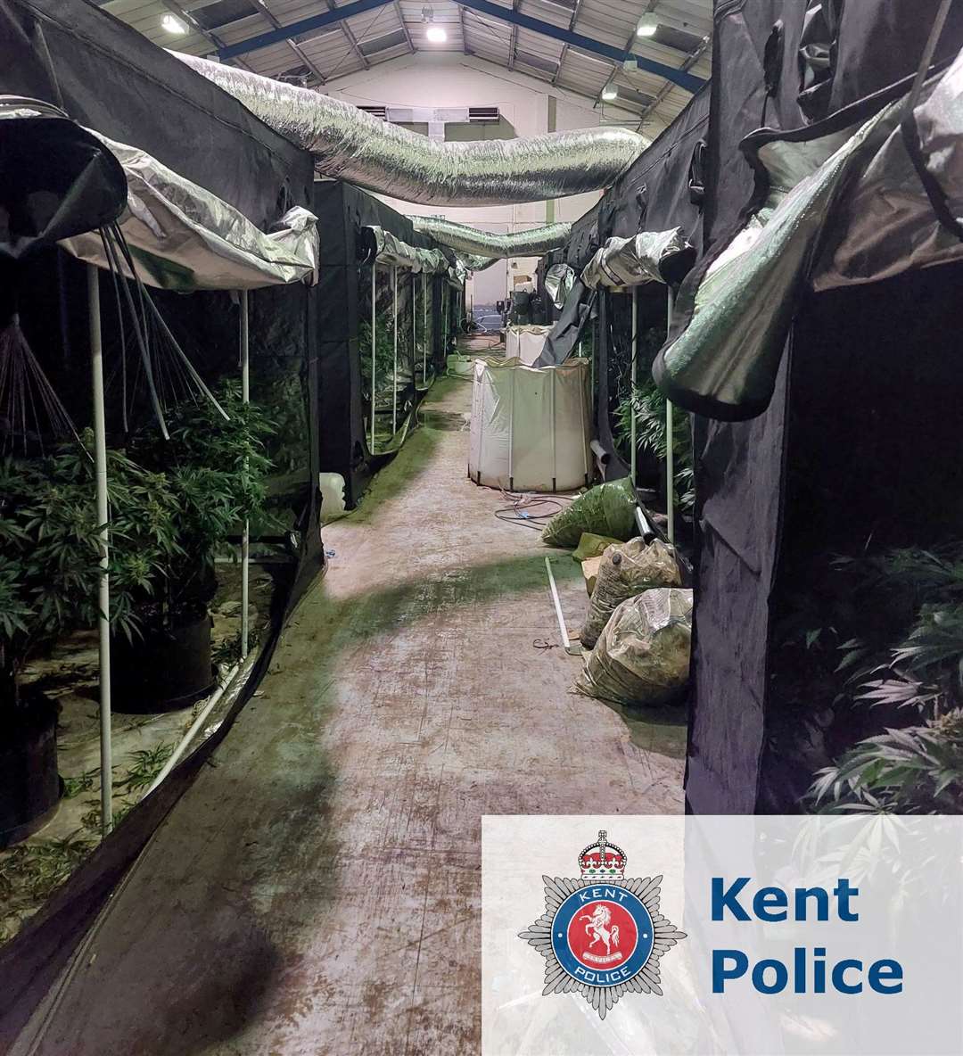 More than 800 plants were discovered inside. Picture: Kent Police