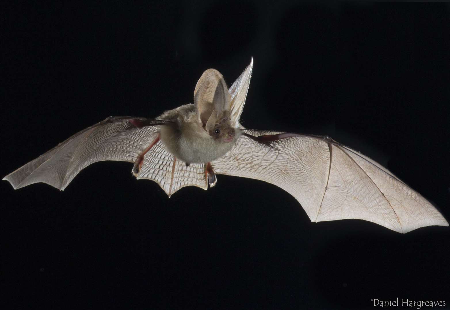 A brown long-eared bat. Picture: Daniel Hargreaves/www.bats.org.uk