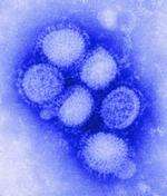 The swine flu virus - vaccines being sent to GPs