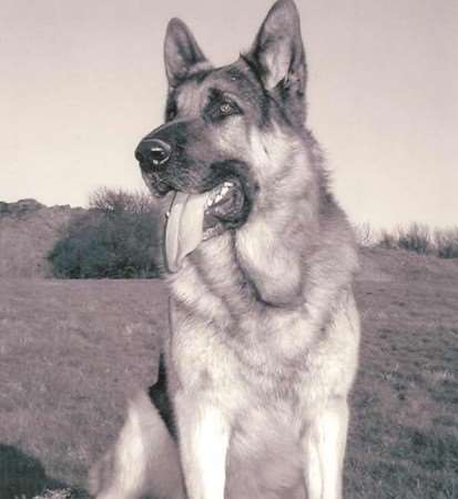 TOP DOG: During his career Oscar received four commendations, two for detaining suspects who were armed