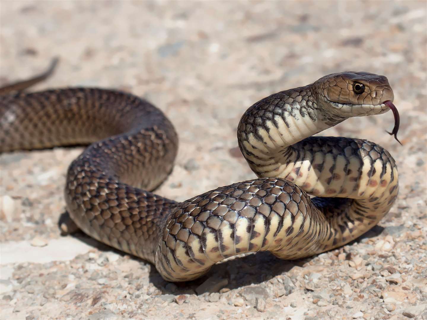 The RSPCA warned reptile owners to remain vigilant to escapees. Image: iStock.