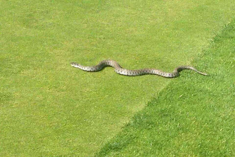 The snake spotted on the 14th hole at Southern Valley Golf Couse in Thong Lane, Gravesend