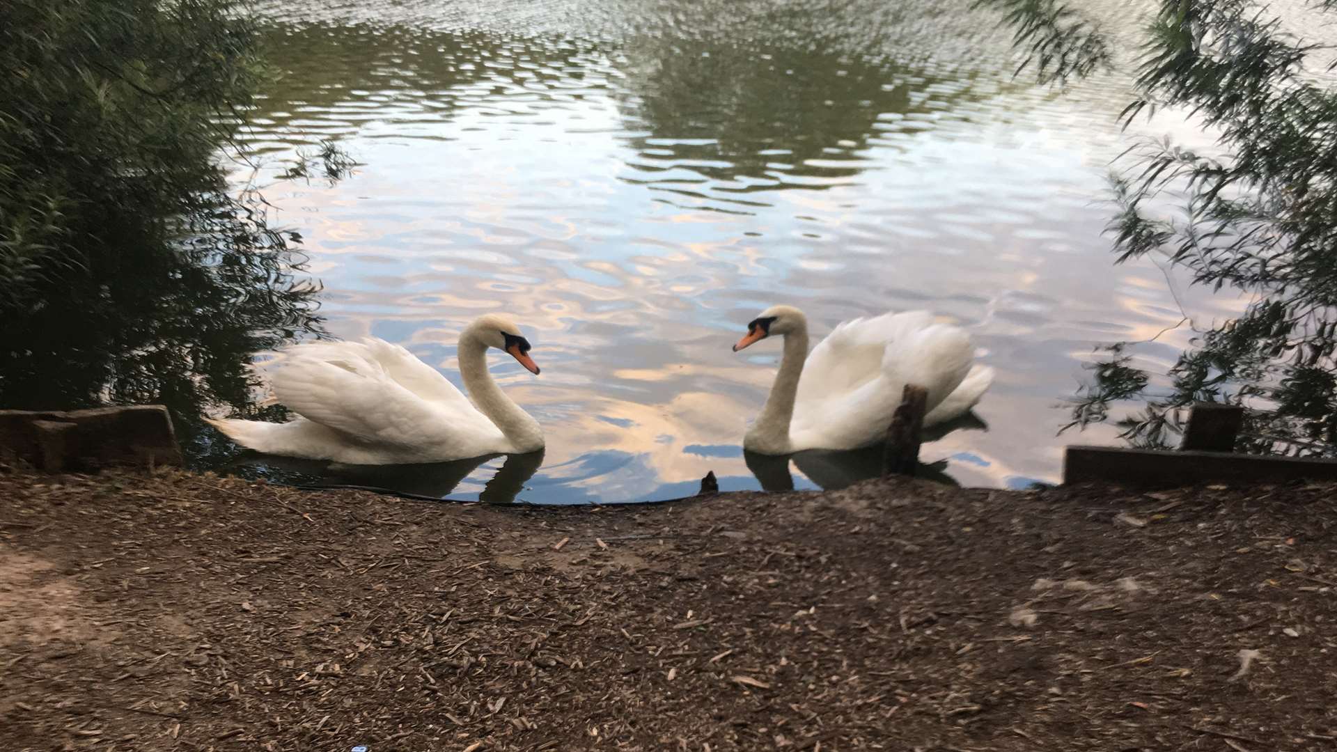 The swans reunited
