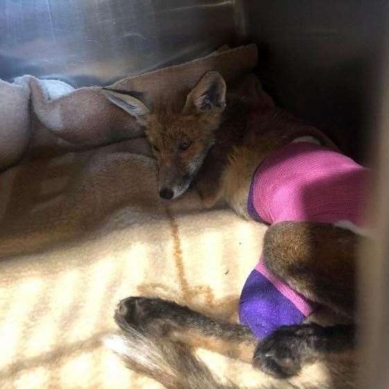 Ismelia bandaged up after being rescued by Kent Wildlife Rescue Service