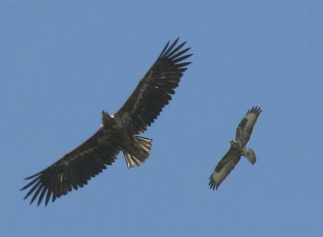 An image of a Sea Eagle flying next to a Buzzard to give an idea of the size.