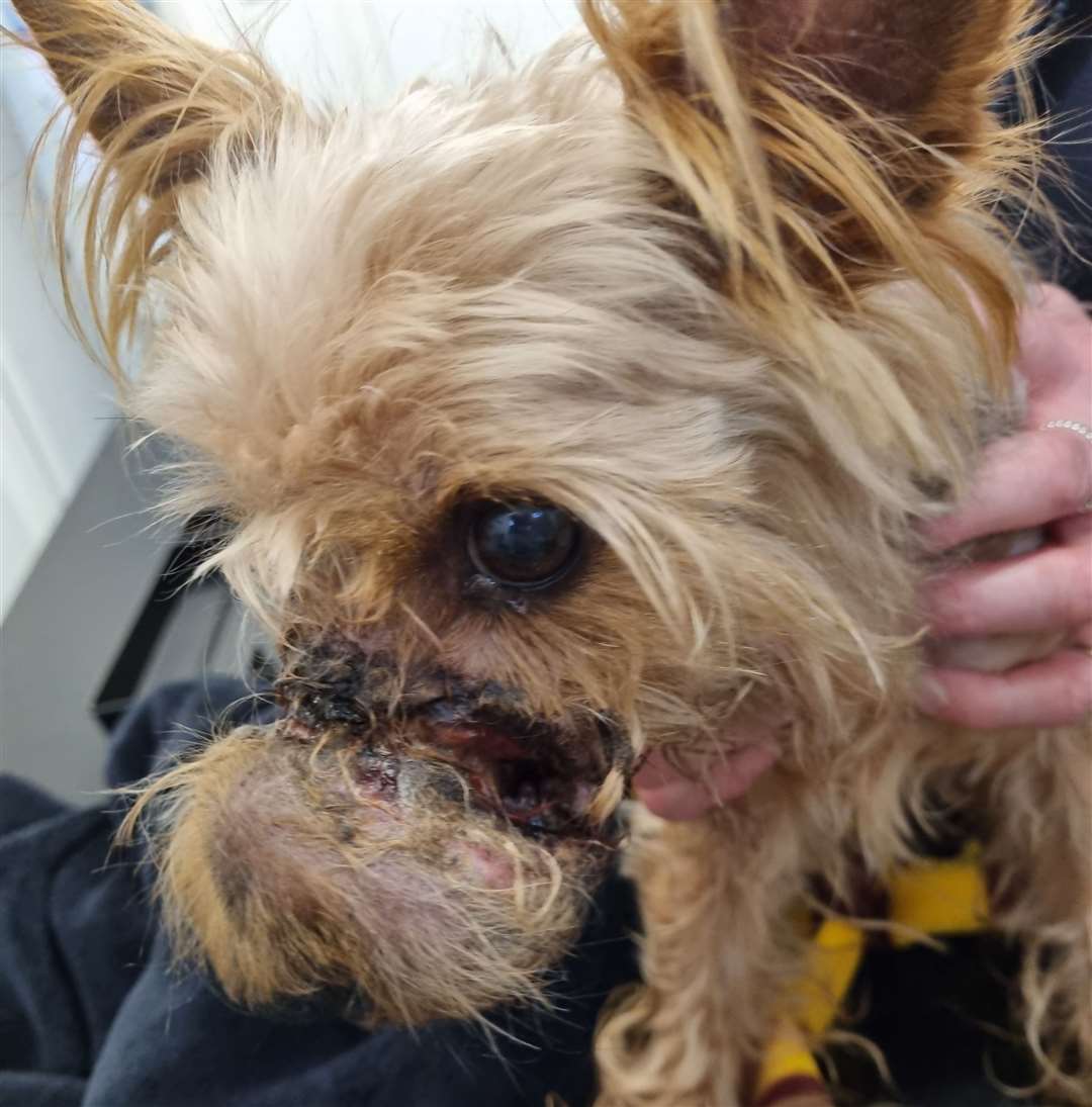 Yorkshire Terrier Samson's injury was maggot-infested when a vet examined him. Picture: RSPCA