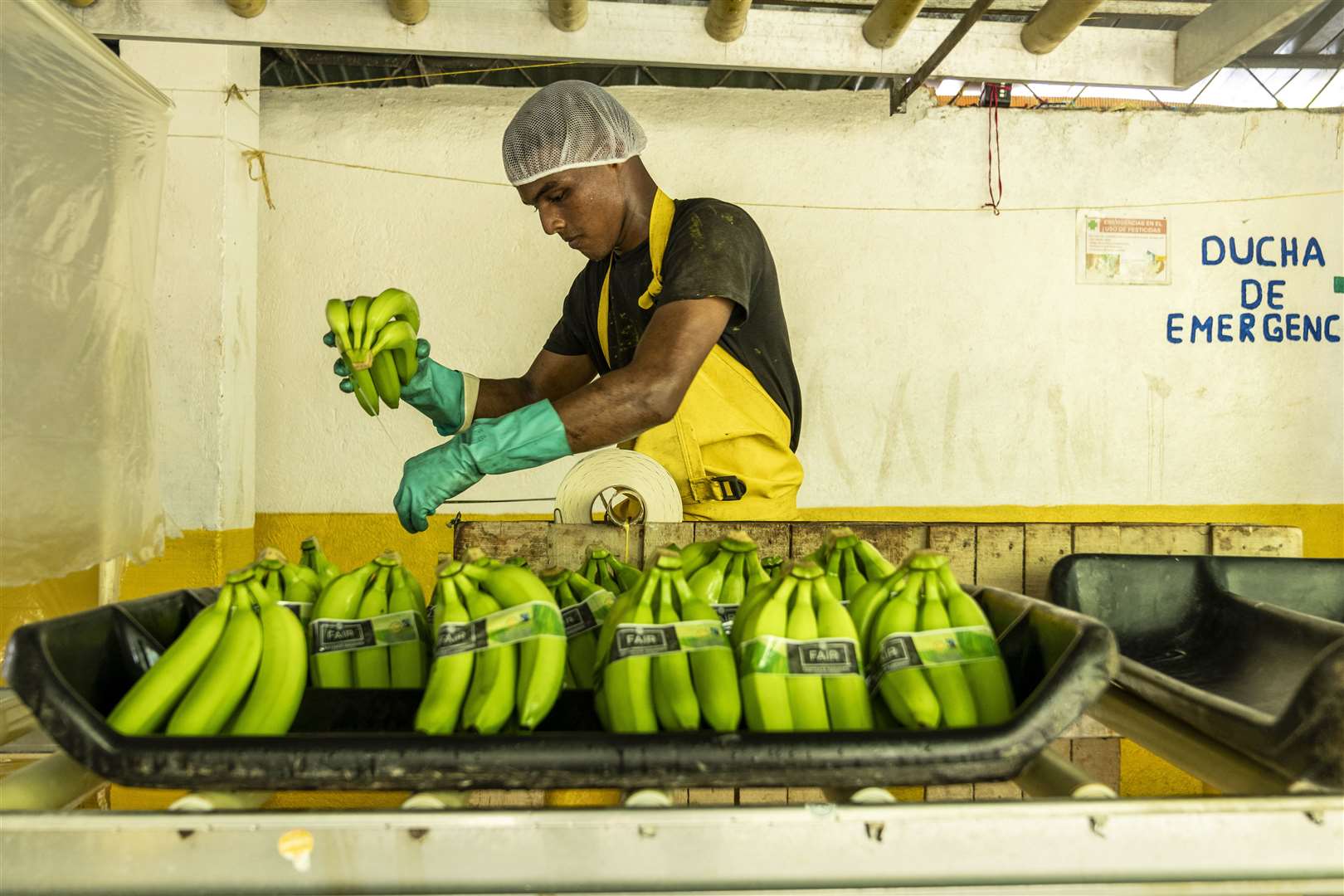 A worker processing bananas on farm near Orihueca, Magdalena, Colombia (Chris Terry/PA)