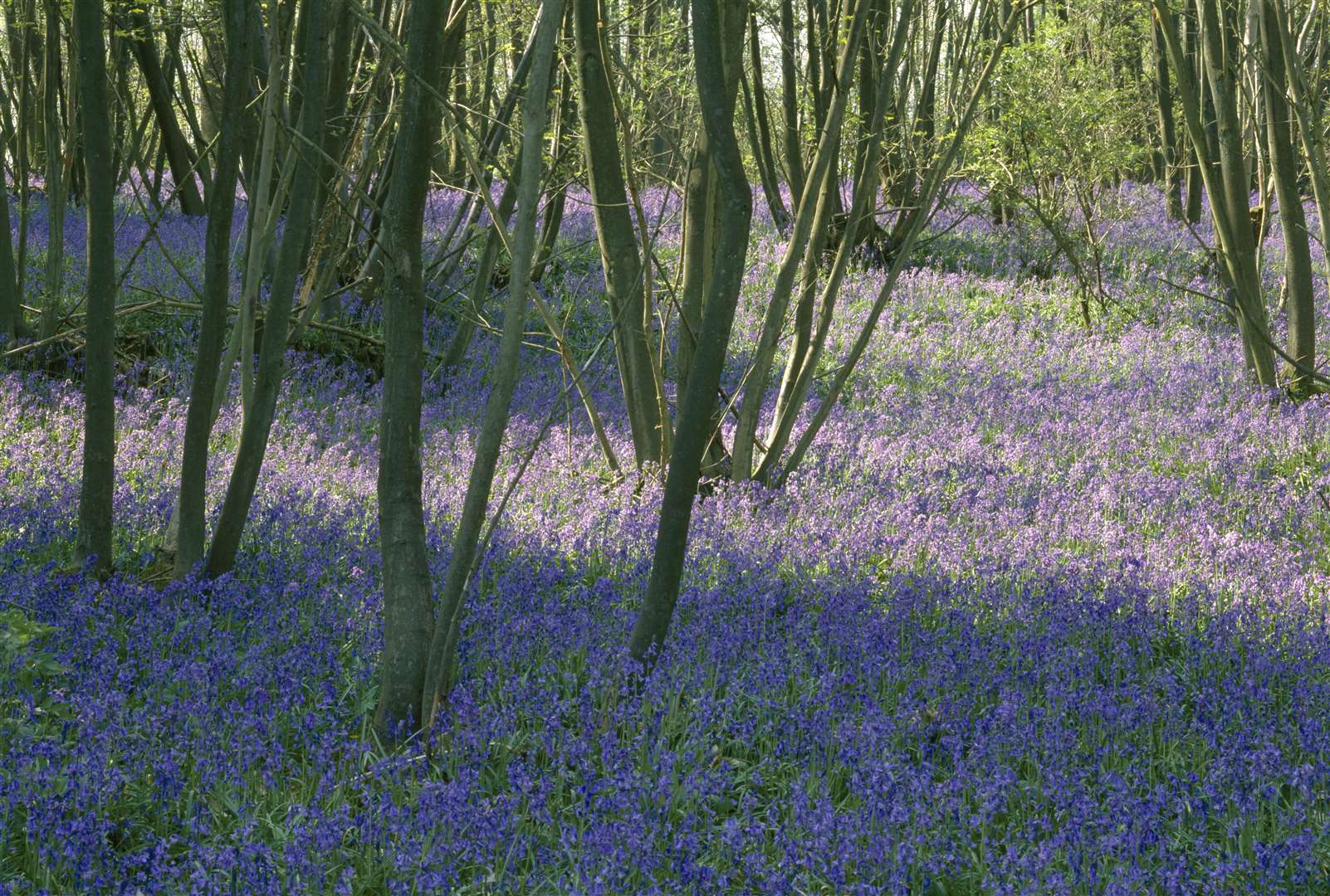 View of a bed of bluebells in the Scotney Castle woodland Picture: ©National Trust Images/Stephen Robson