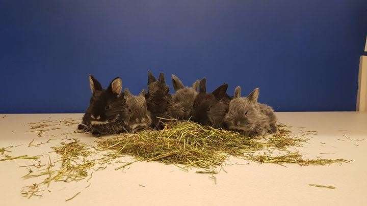 These baby rabbits are looking for a home