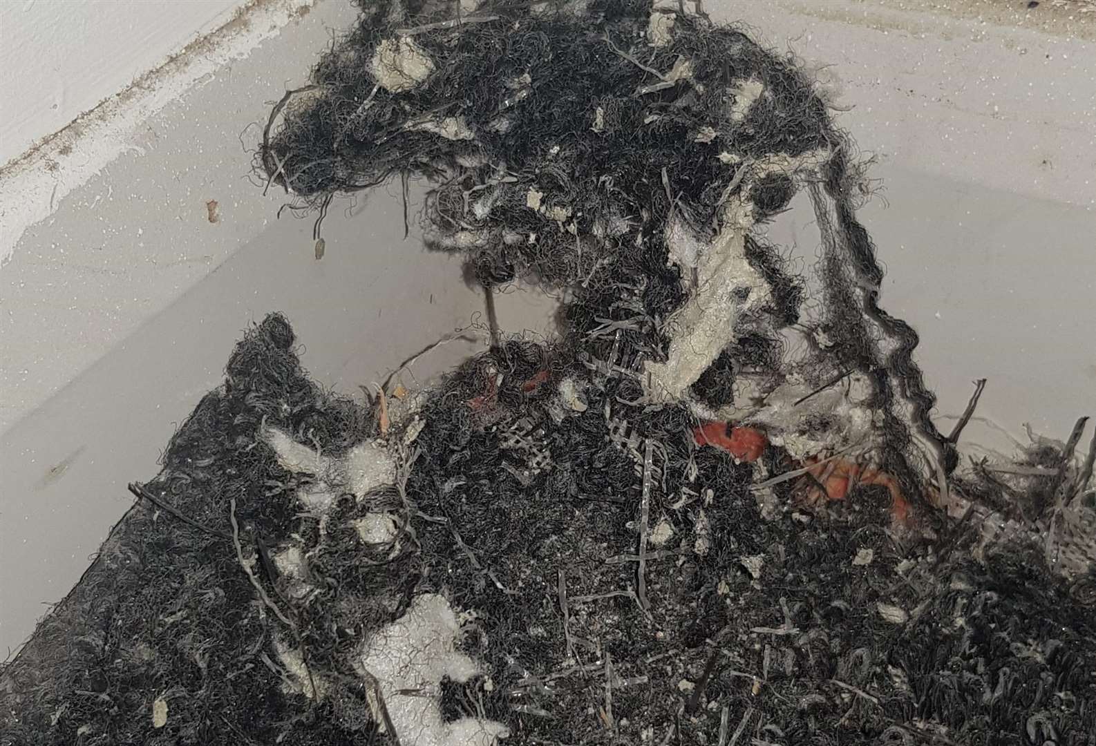 Carpets have been chewed up (5226545)