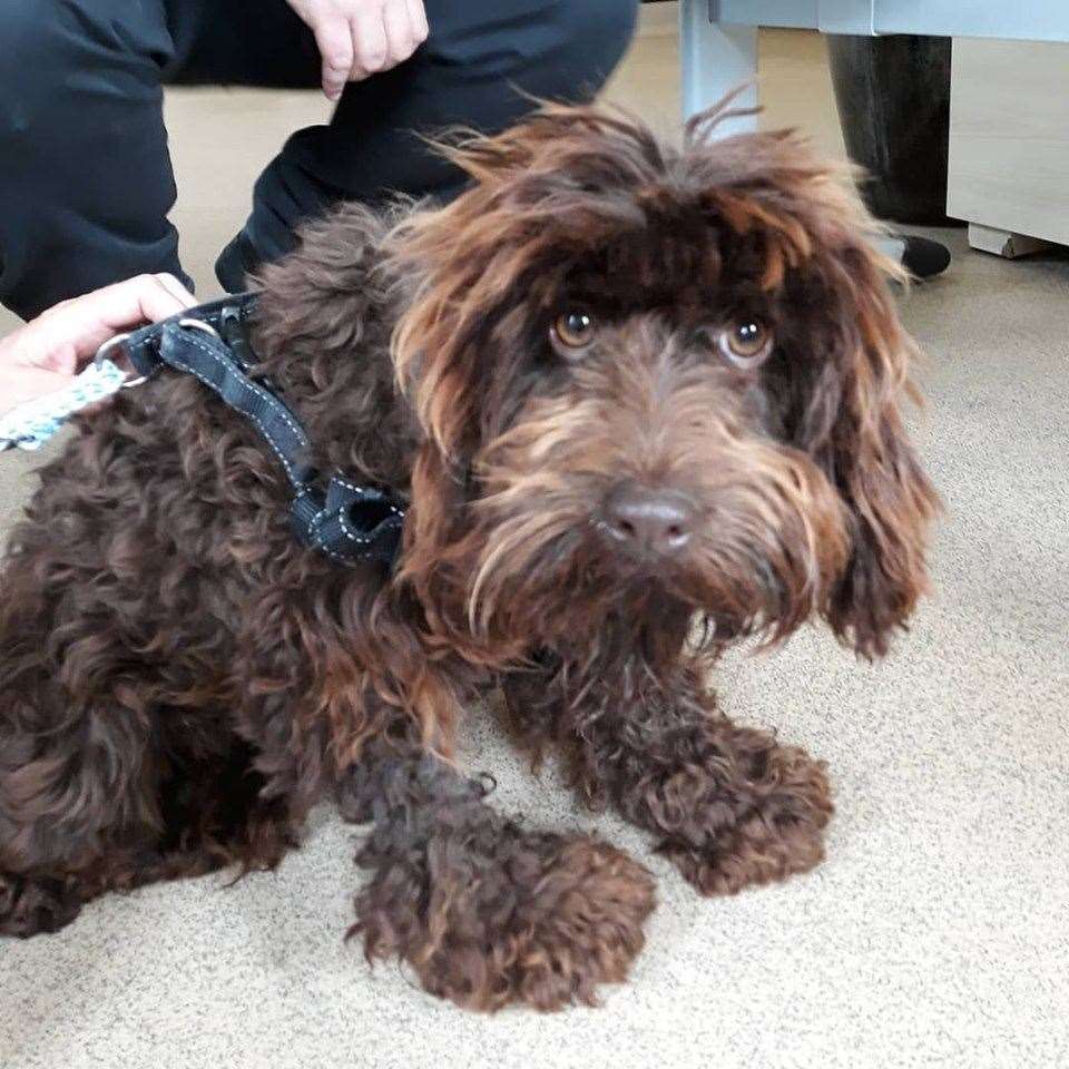 Injured: Cockapoo found abandoned in Lower Halstow. Picture: Swale Council (11798942)