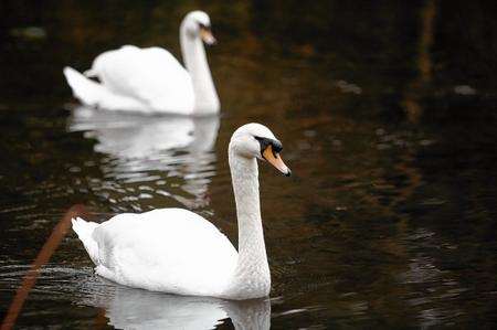 Swans at Manor Park, West Malling.