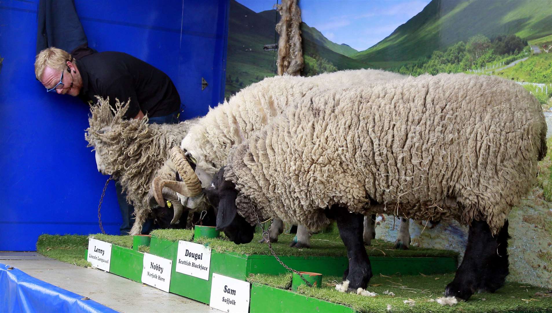 The Sheep Show in action
