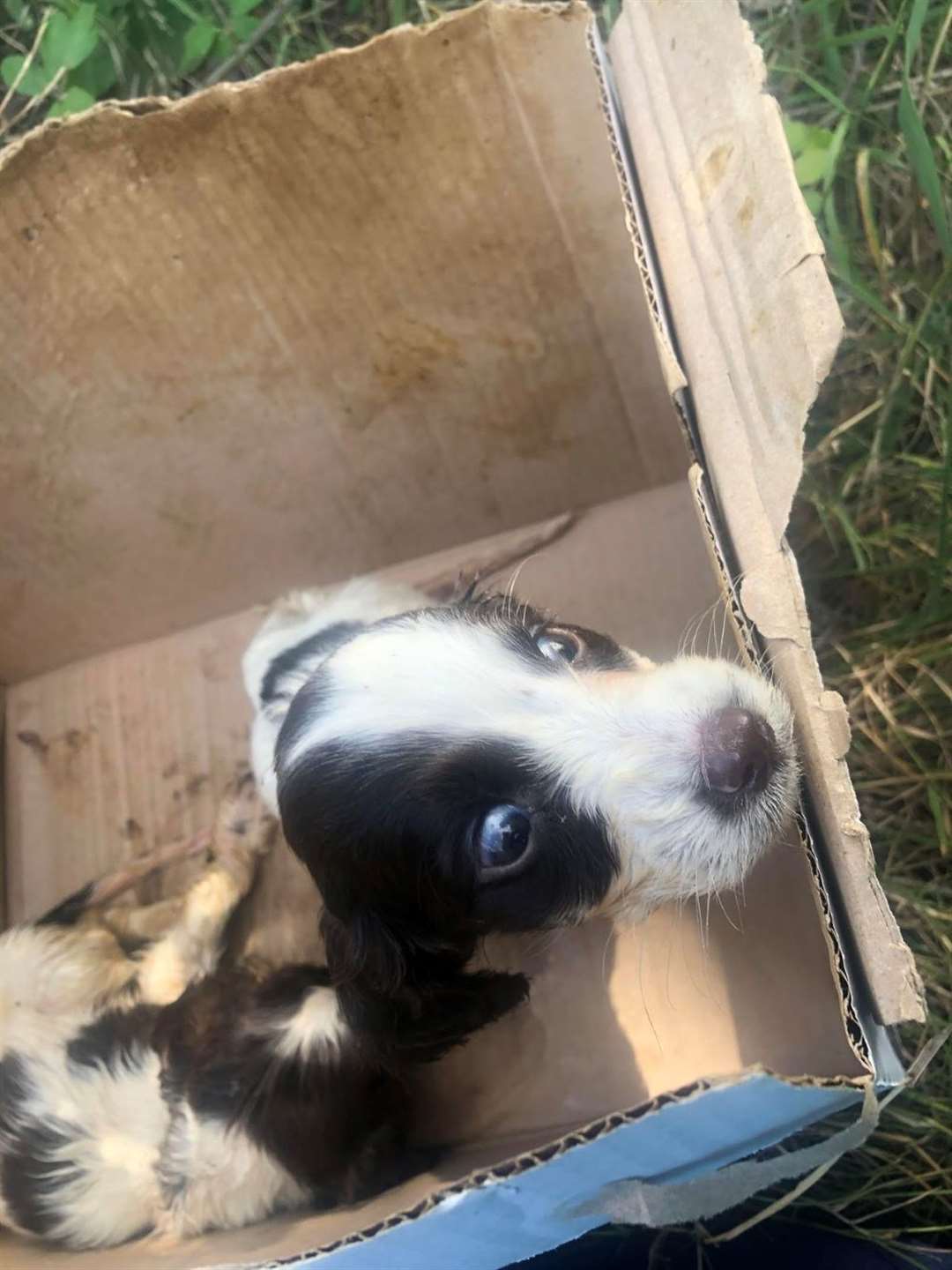 Spaniel puppy who was found abandoned in a box in Rochford, Essex (RSPCA/PA)