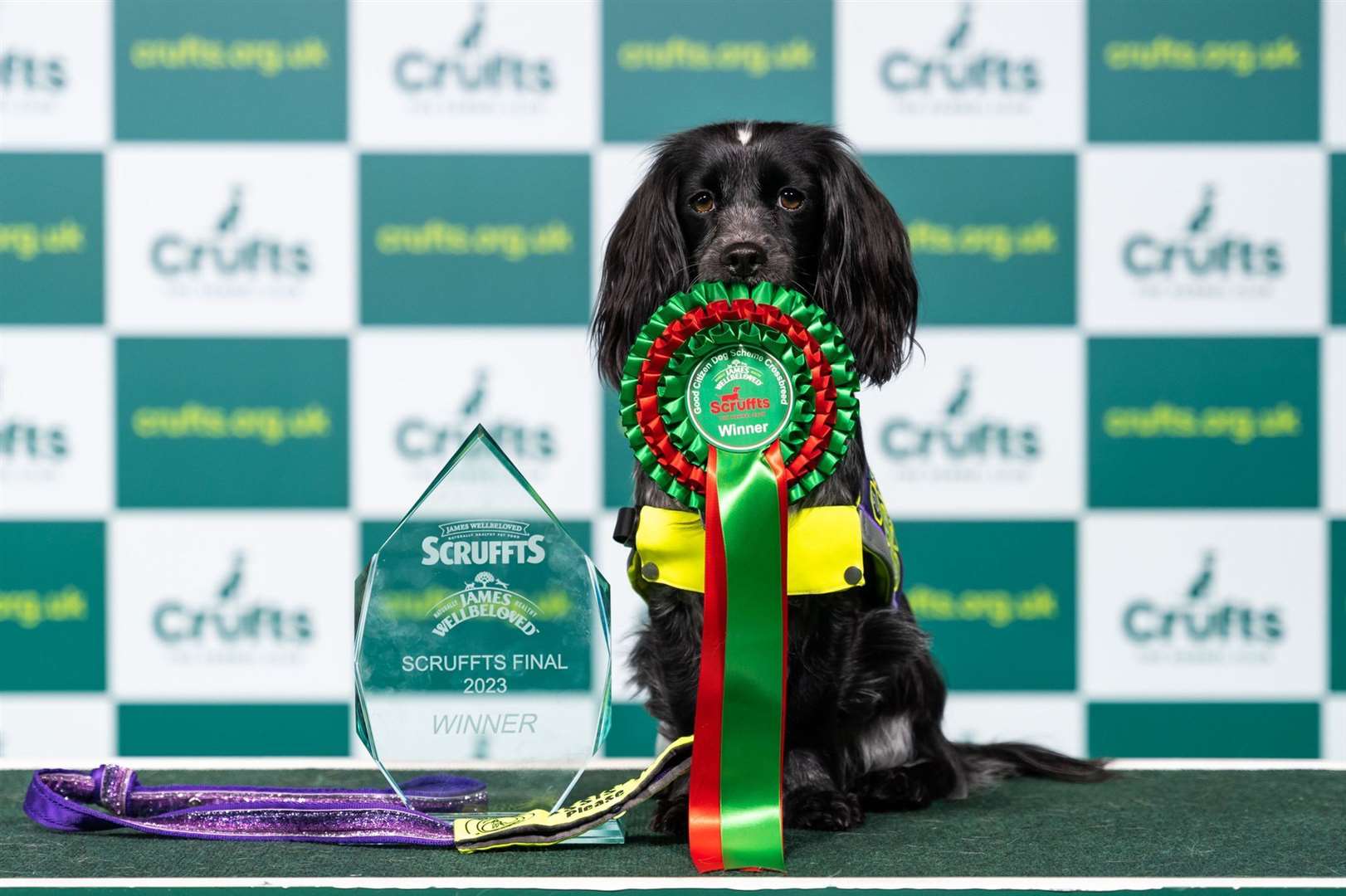 The Scruffts Good Citizen Dog Scheme winner, Delila. Picture: BeatMedia/The Kennel Club