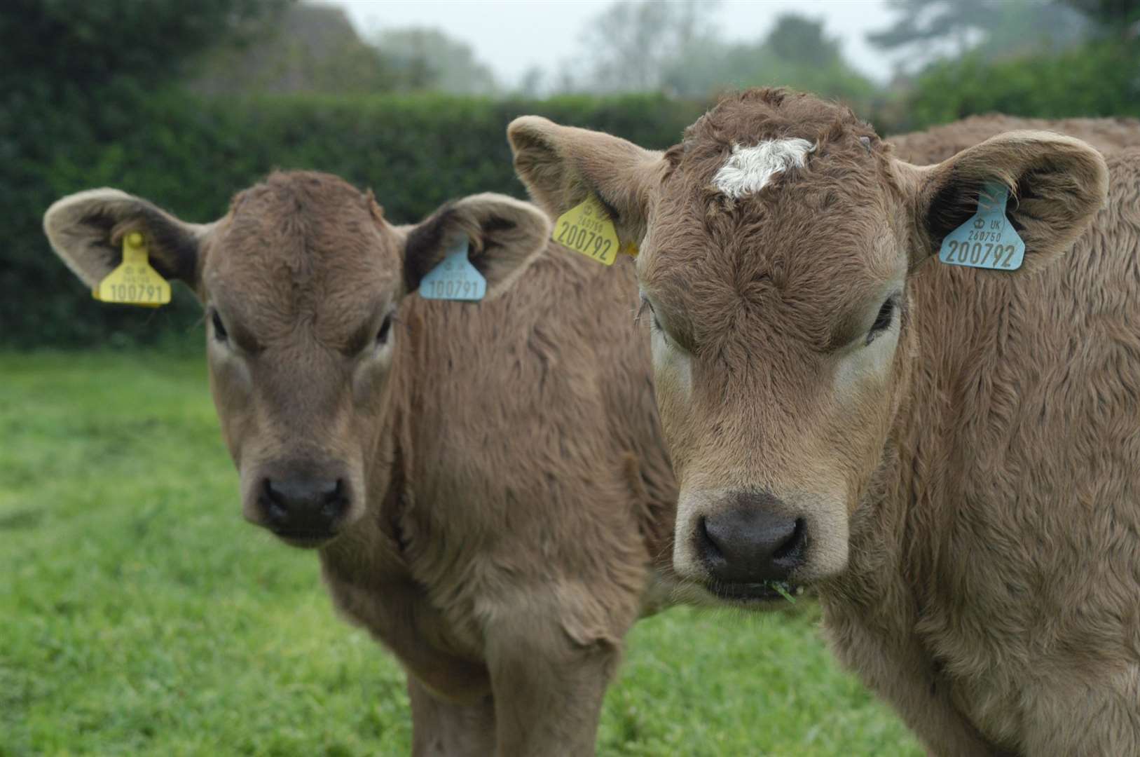 The land was previously used to graze the school's cattle - these two calves were named Thelma and Louise