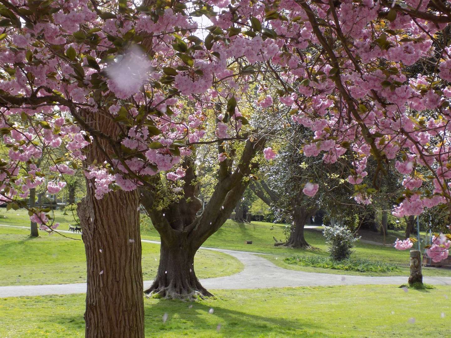 The cherry trees in Ellington Park