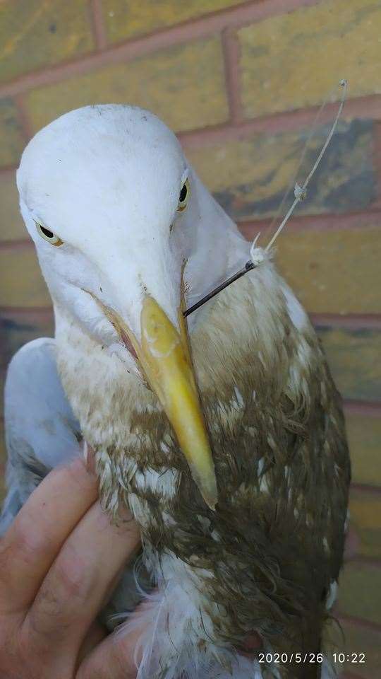 A herring gull with a hook in its beak now recovering at Swampys Wildlife Rescue on Sheppey