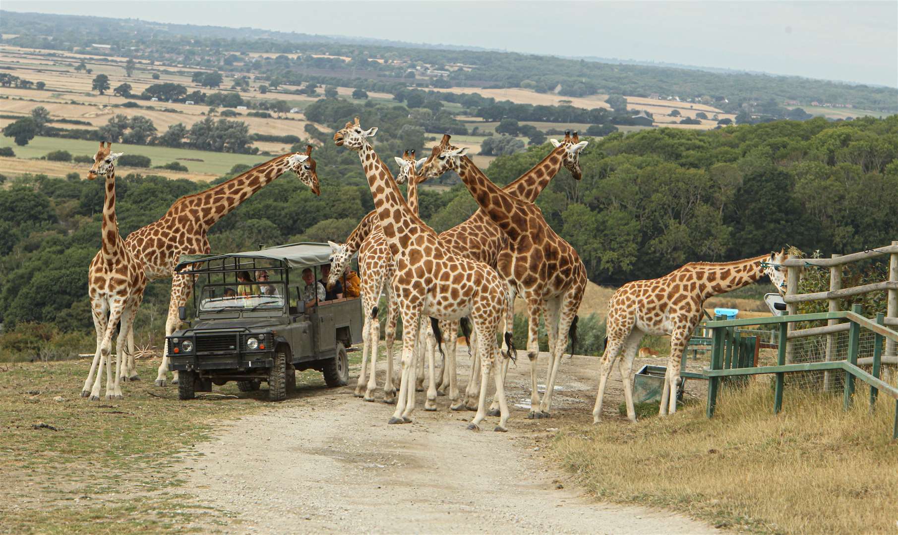 Explore the reserve with a guided safari truck tour. Picture: Aspinall Foundation